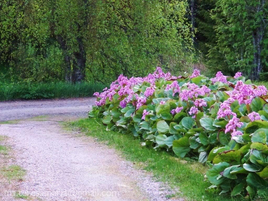Bergenia cordifolia 'Winterglut‘ / Bergenie - Stauden Gaenge