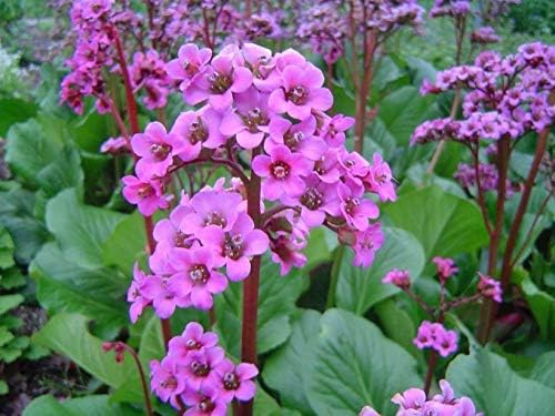 Bergenia cordifolia 'Winterglut‘ / Bergenie - Stauden Gaenge