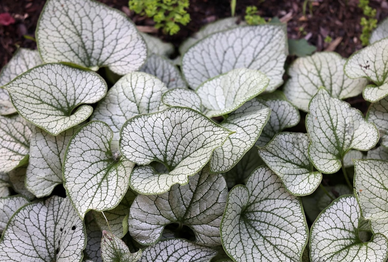 Brunnera macrophylla 'Jack Frost‘ / Kaukasus Vergissmeinnicht - Stauden Gaenge