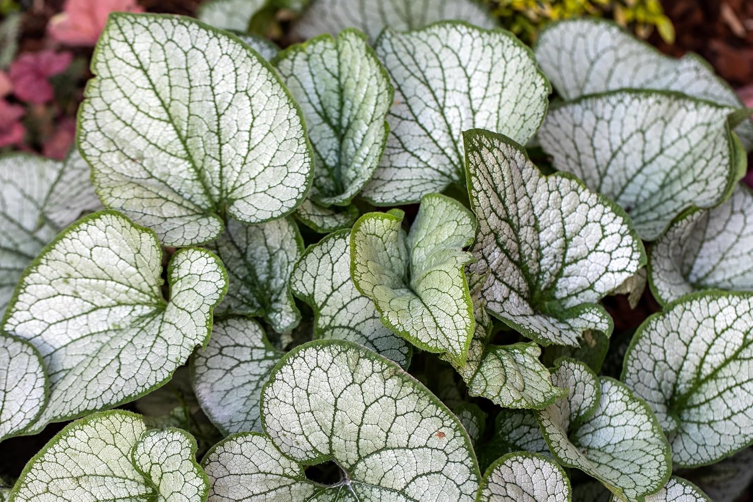 Brunnera macrophylla 'Jack Frost‘ / Kaukasus Vergissmeinnicht - Stauden Gaenge