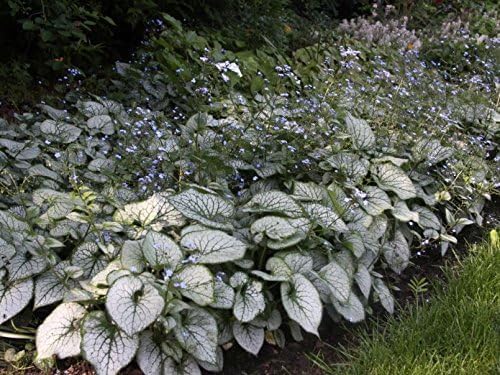 Brunnera macrophylla 'Jack Frost‘ / Kaukasus Vergissmeinnicht - Stauden Gaenge