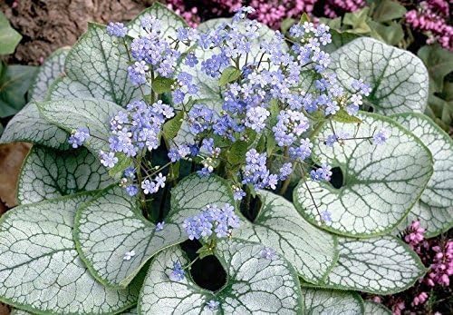 Brunnera macrophylla 'Jack Frost‘ / Kaukasus Vergissmeinnicht - Stauden Gaenge