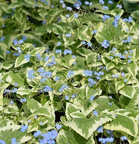 Brunnera macrophylla 'Variegata‘ / Kaukasus Vergissmeinnicht - Stauden Gaenge