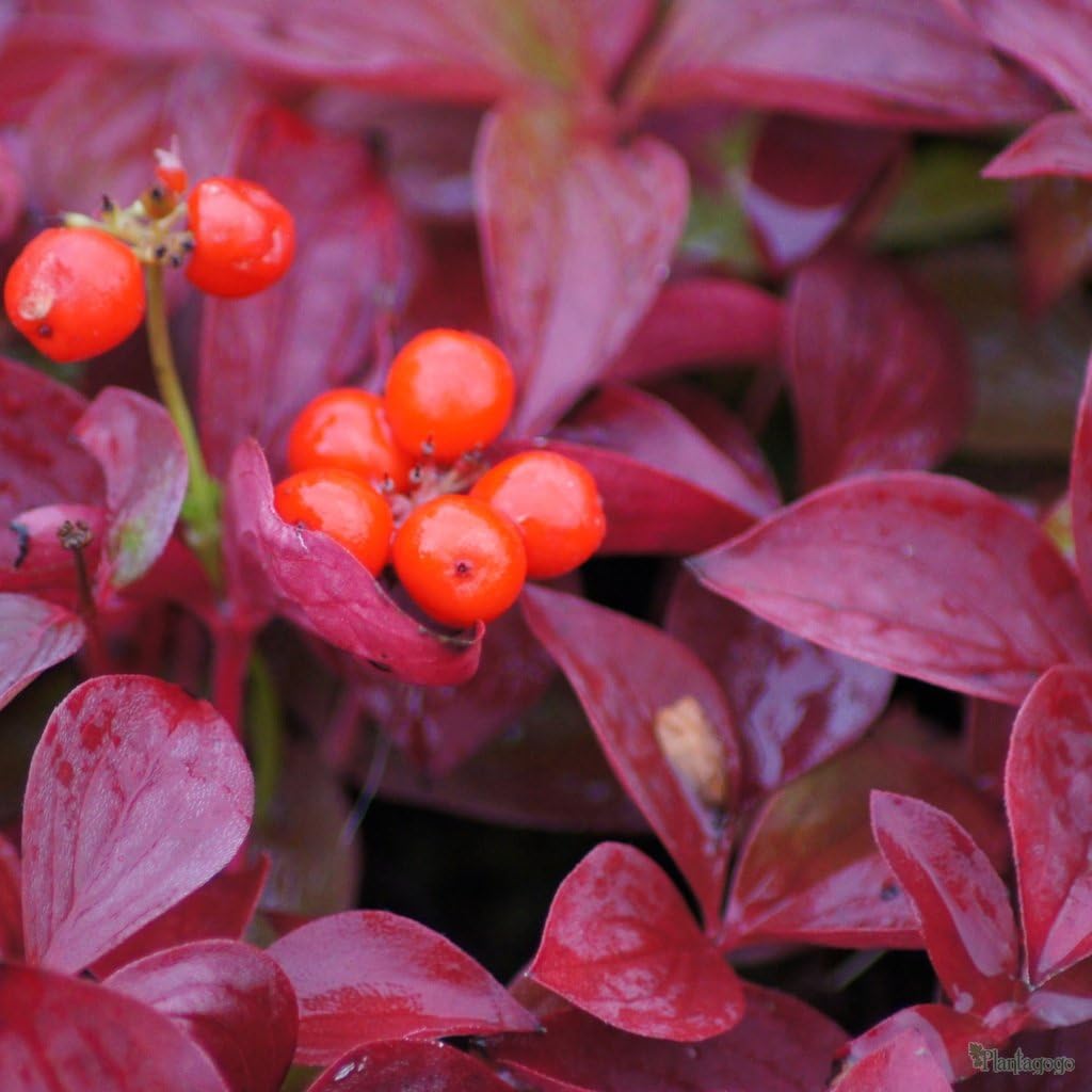 Cornus canadensis / Teppich-Hartriegel - Stauden Gaenge