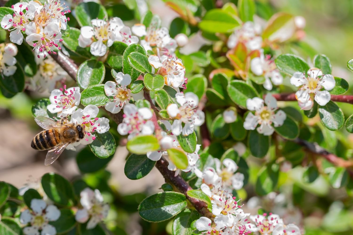 Cotoneaster dammeri 'Coral Beauty‘ / Teppichmispel - Stauden Gaenge