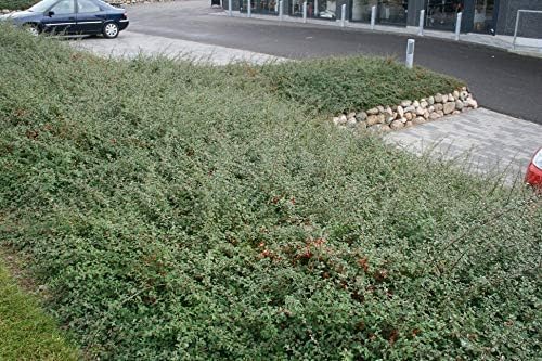 Cotoneaster dammeri 'Coral Beauty‘ / Teppichmispel - Stauden Gaenge