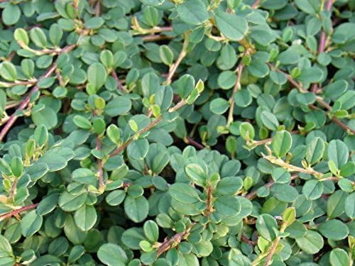 Cotoneaster dammeri 'Frieders Evergreen’ / Teppichmispel - Stauden Gaenge