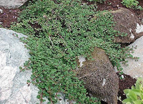Cotoneaster dammeri 'Frieders Evergreen’ / Teppichmispel - Stauden Gaenge