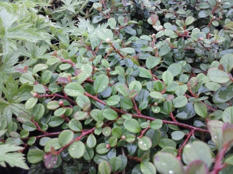 Cotoneaster dammeri 'Frieders Evergreen’ / Teppichmispel - Stauden Gaenge