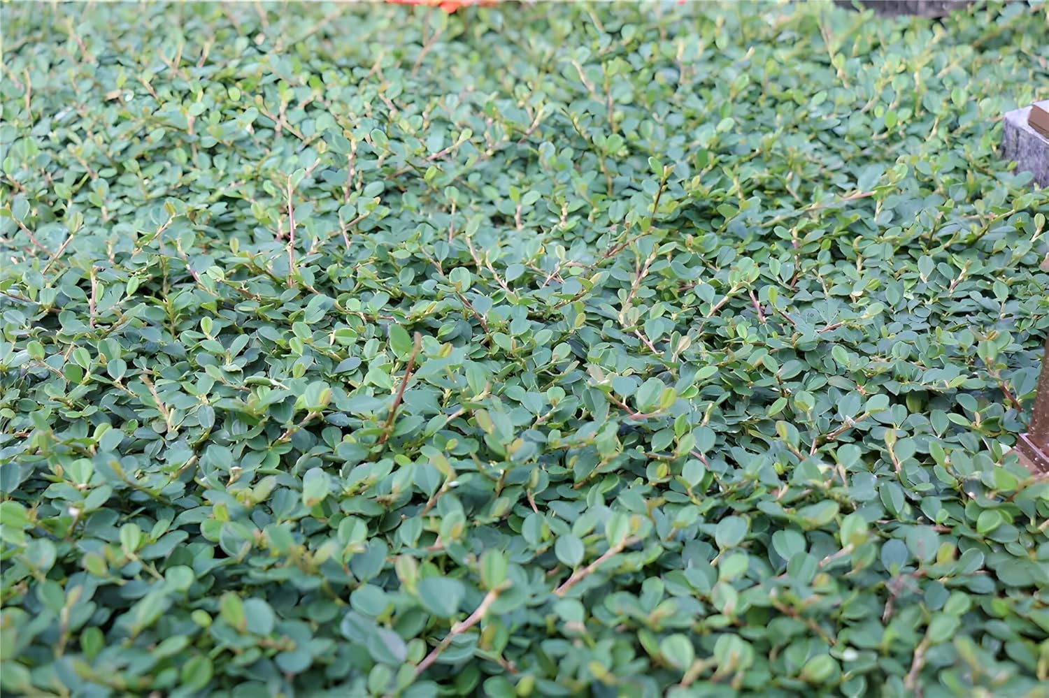 Cotoneaster dammeri 'Frieders Evergreen’ / Teppichmispel - Stauden Gaenge