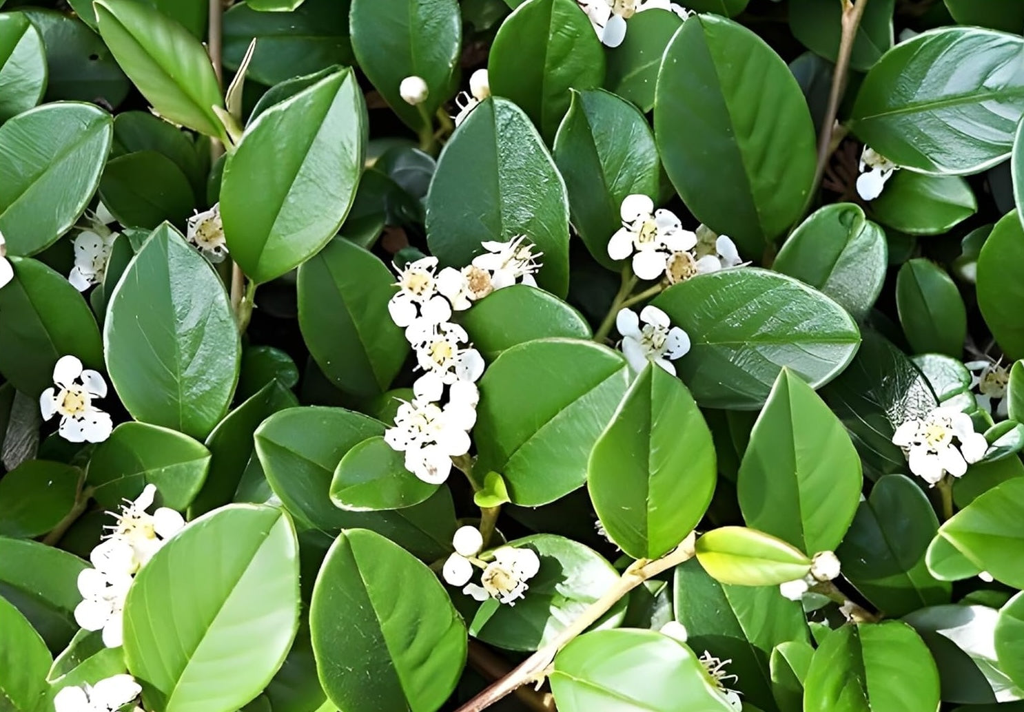 Cotoneaster dammeri 'Radicans' / Teppichmispel - Stauden Gaenge