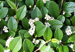 Grüne Cotoneaster dammeri 'Radicans' Teppichmispel Staude, bodendeckend, wächst dicht und niedrig, bei Stauden Gänge.