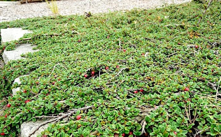 Cotoneaster dammeri 'Stribs Findling‘ / Teppichmispel - Stauden Gaenge