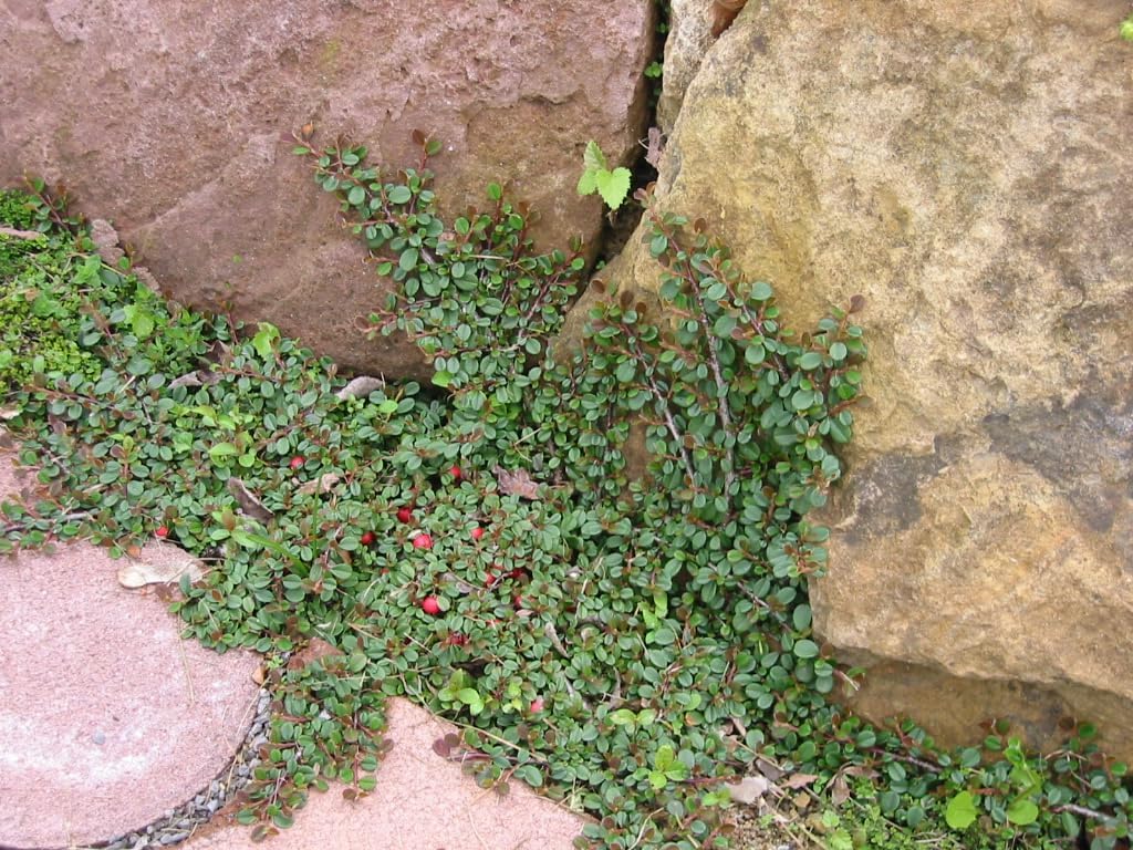 Cotoneaster dammeri 'Stribs Findling‘ / Teppichmispel - Stauden Gaenge