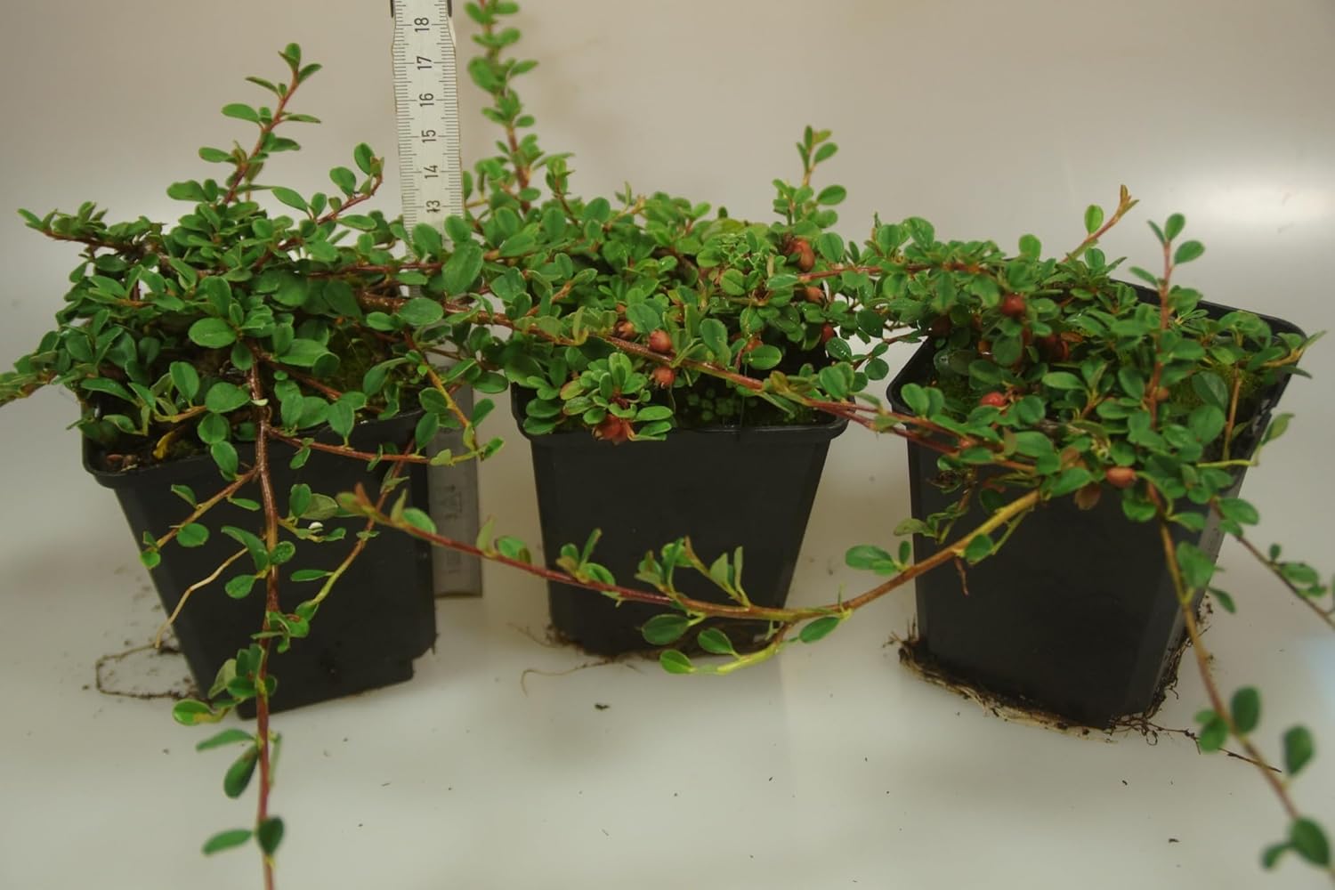 Cotoneaster dammeri 'Stribs Findling‘ / Teppichmispel - Stauden Gaenge