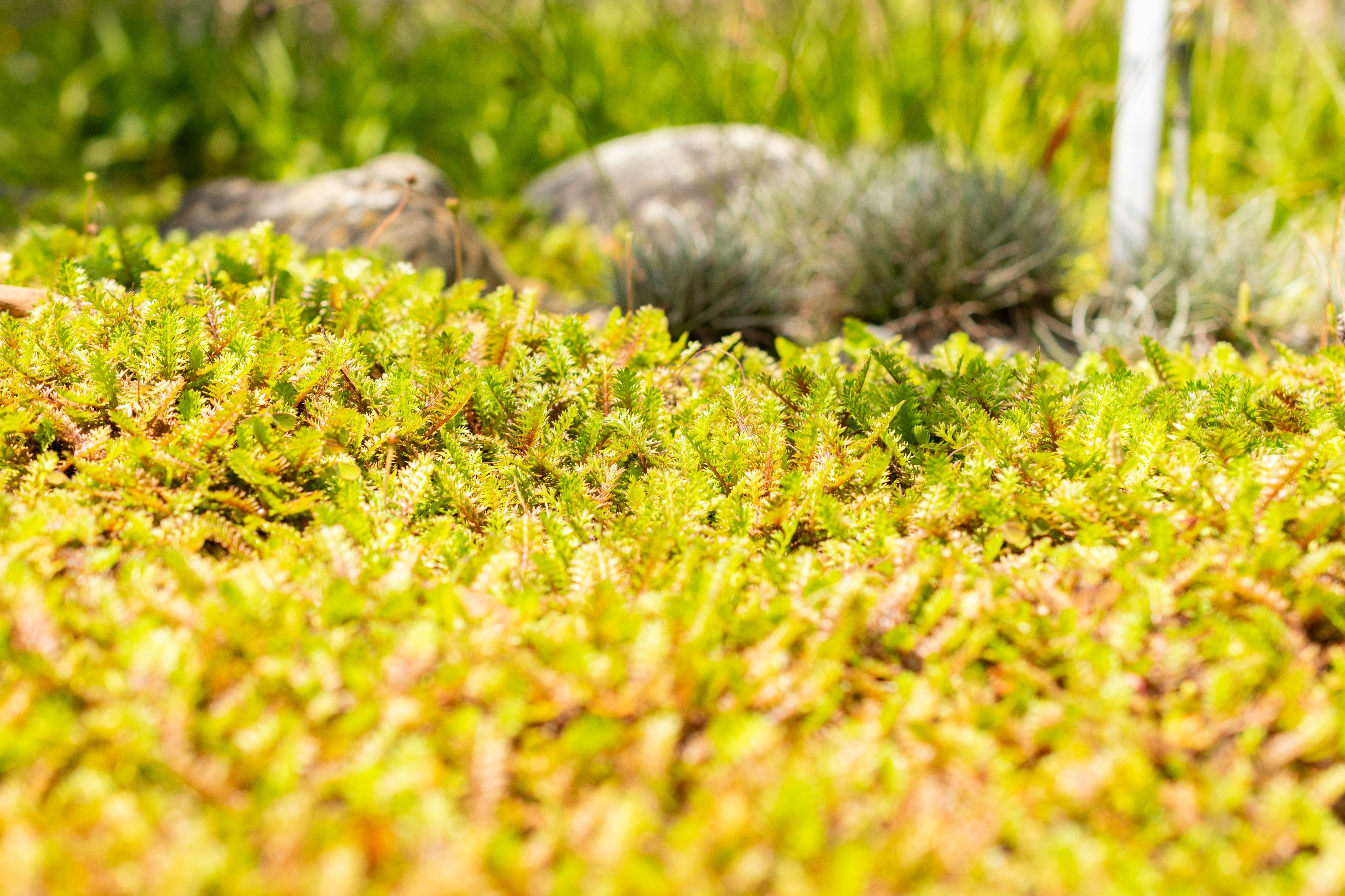Cotula / Leptinella squalida / Fiederpolster - Stauden Gaenge