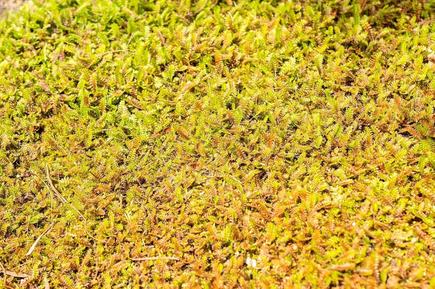 Cotula / Leptinella squalida / Fiederpolster