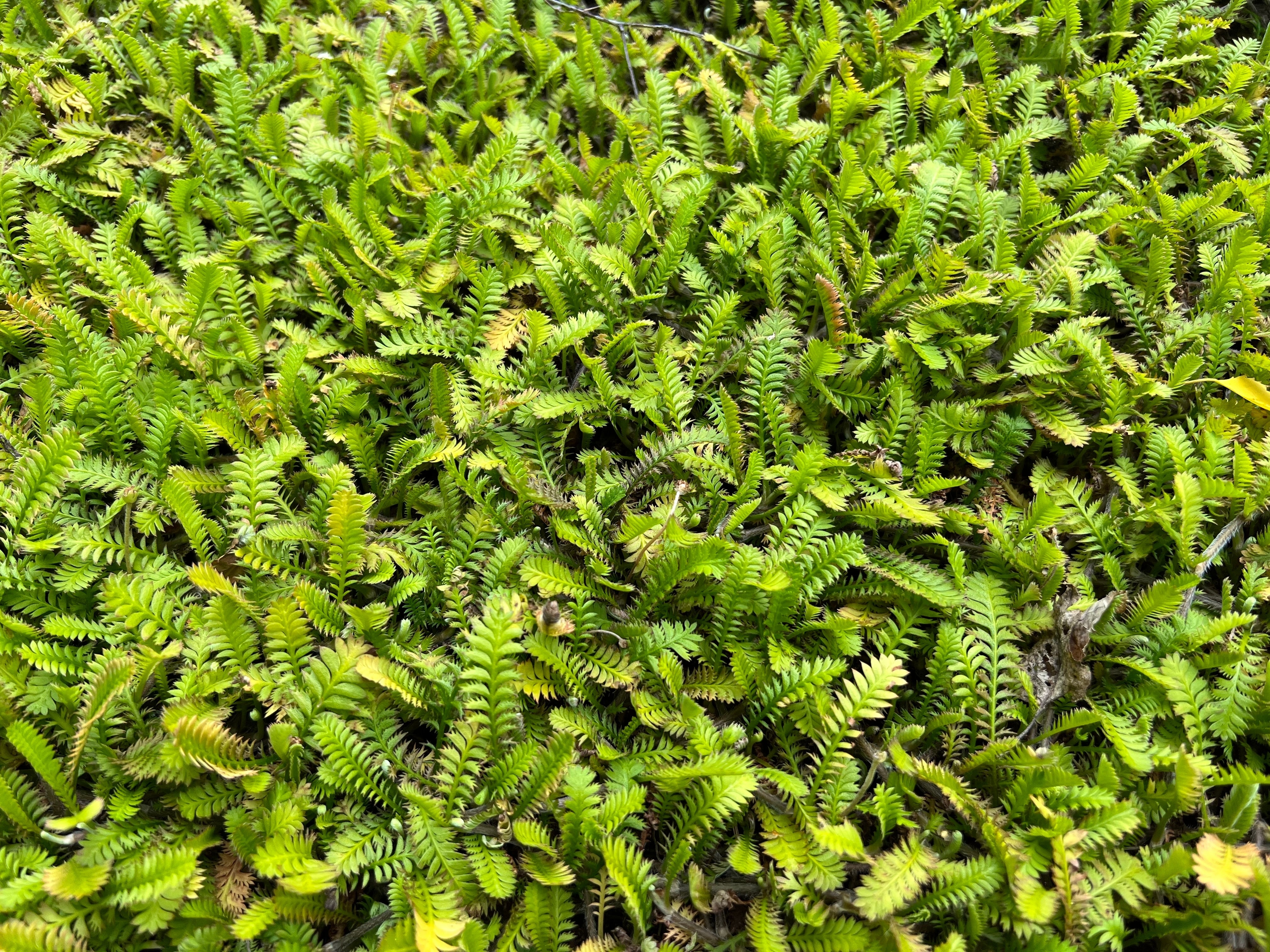 Cotula / Leptinella squalida 'Minima' / Fiederpolster - Stauden Gaenge