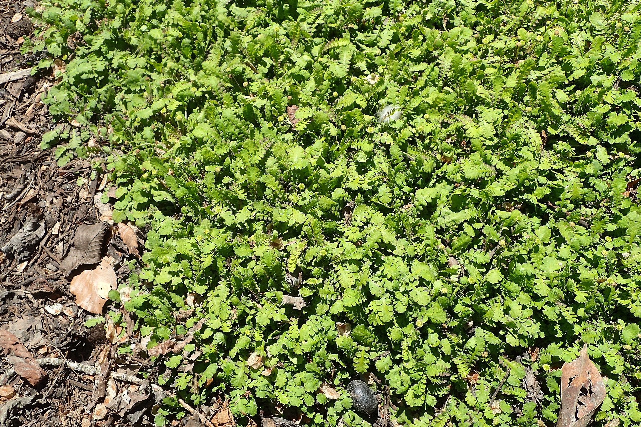 Cotula / Leptinella squalida 'Minima' / Fiederpolster - Stauden Gaenge