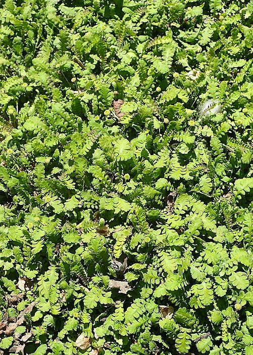 Cotula / Leptinella squalida 'Minima' / Fiederpolster - Stauden Gaenge