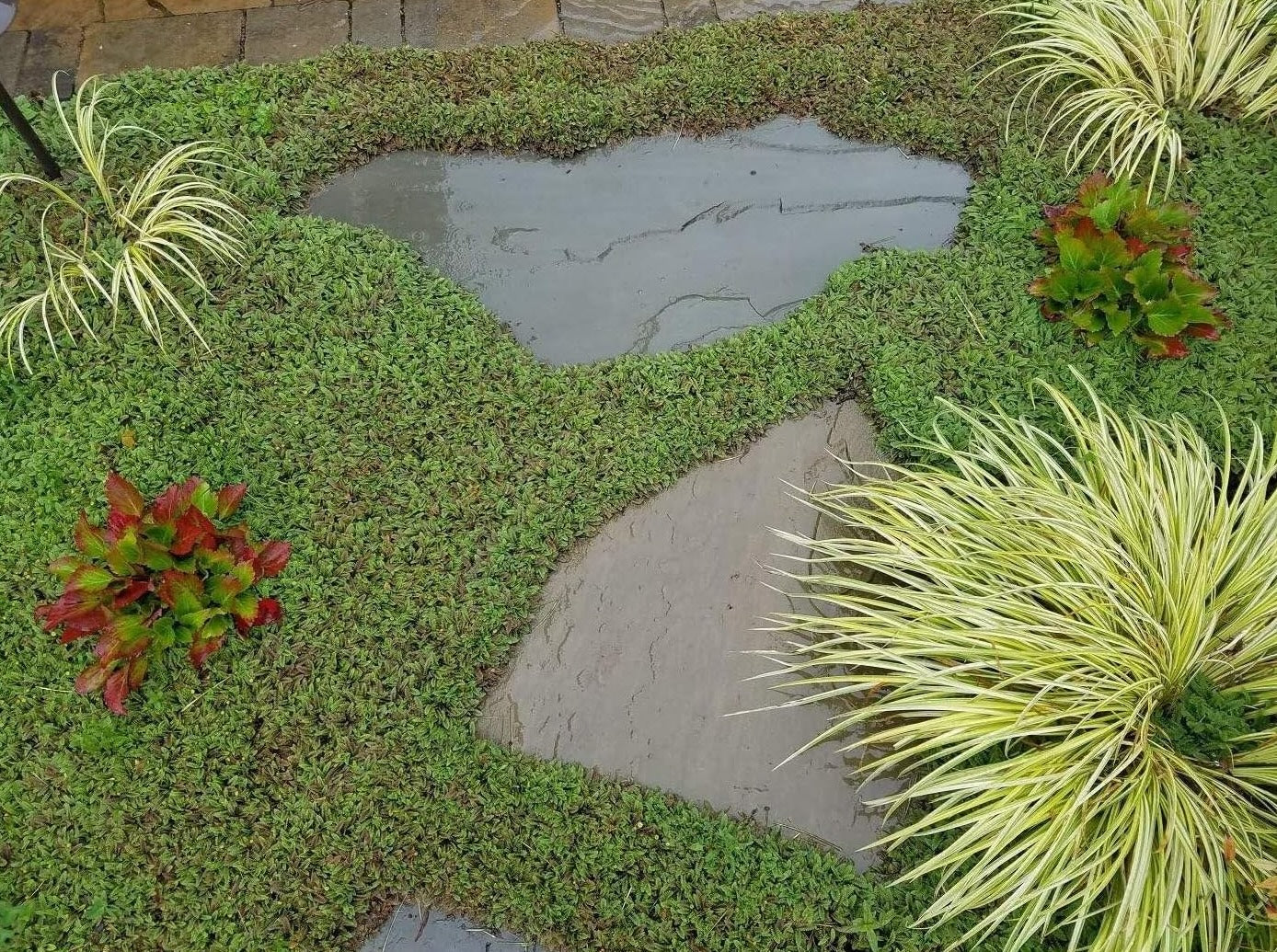 Cotula / Leptinella squalida 'Minima' / Fiederpolster - Stauden Gaenge