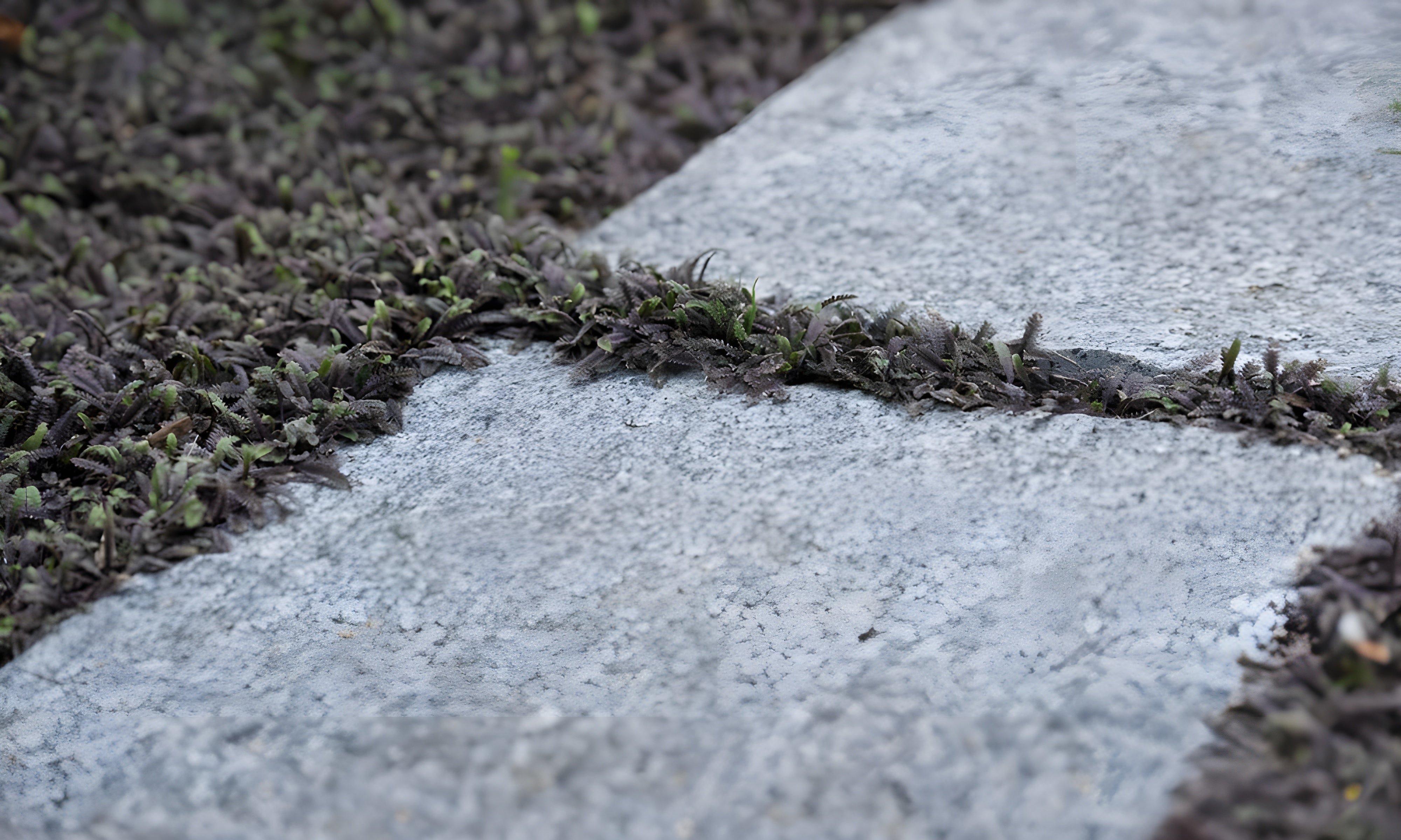 Cotula / Leptinella squalida 'Platts Back'/ Fiederpolster - Stauden Gaenge