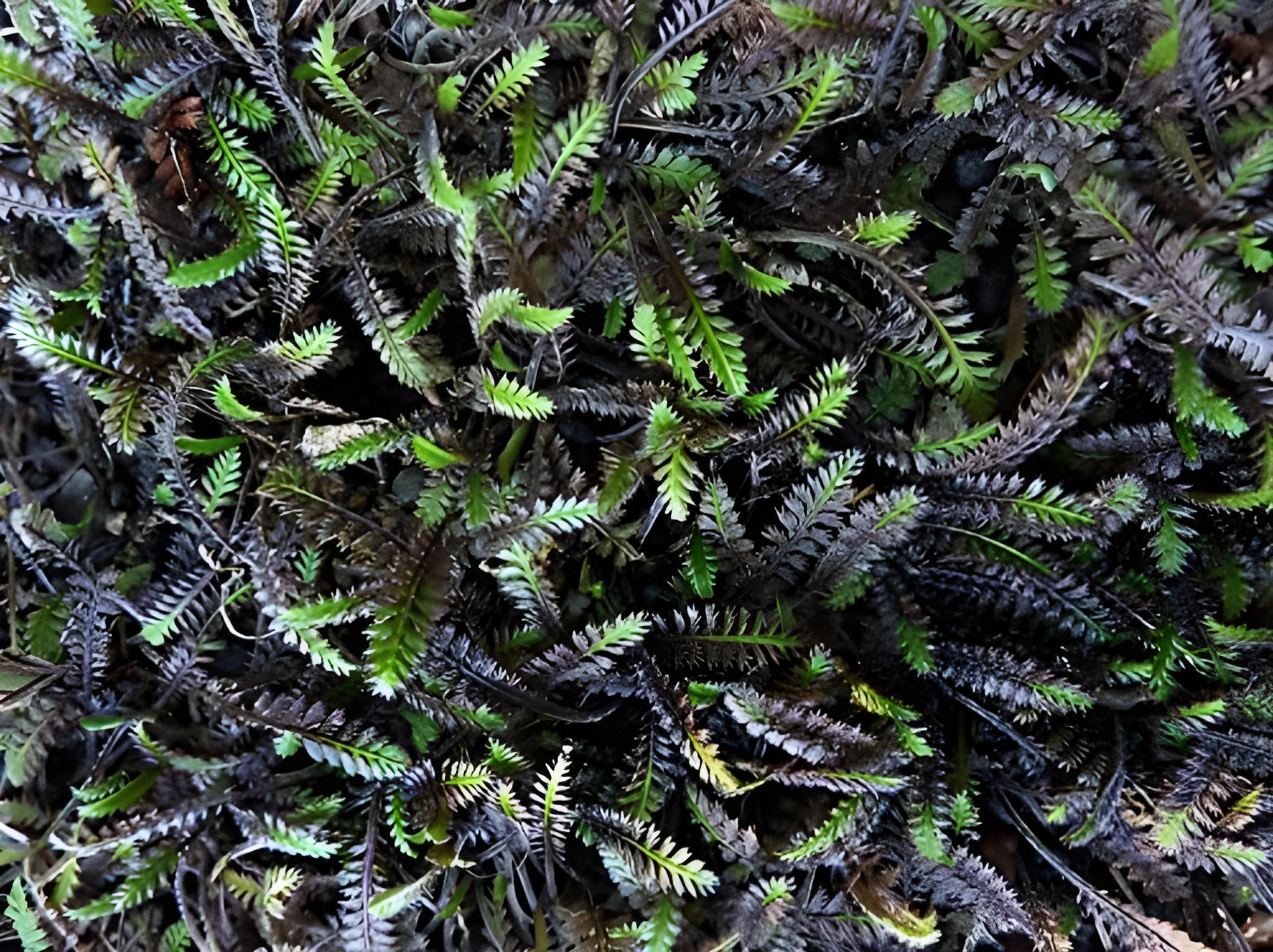 Cotula / Leptinella squalida 'Platts Back'/ Fiederpolster - Stauden Gaenge