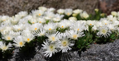 Delosperma cultorum 'Jewel of Desert Moonstone' Mittagsblume, Staude mit rosa Blüten und dicken, fleischigen Blättern, Stauden Gänge