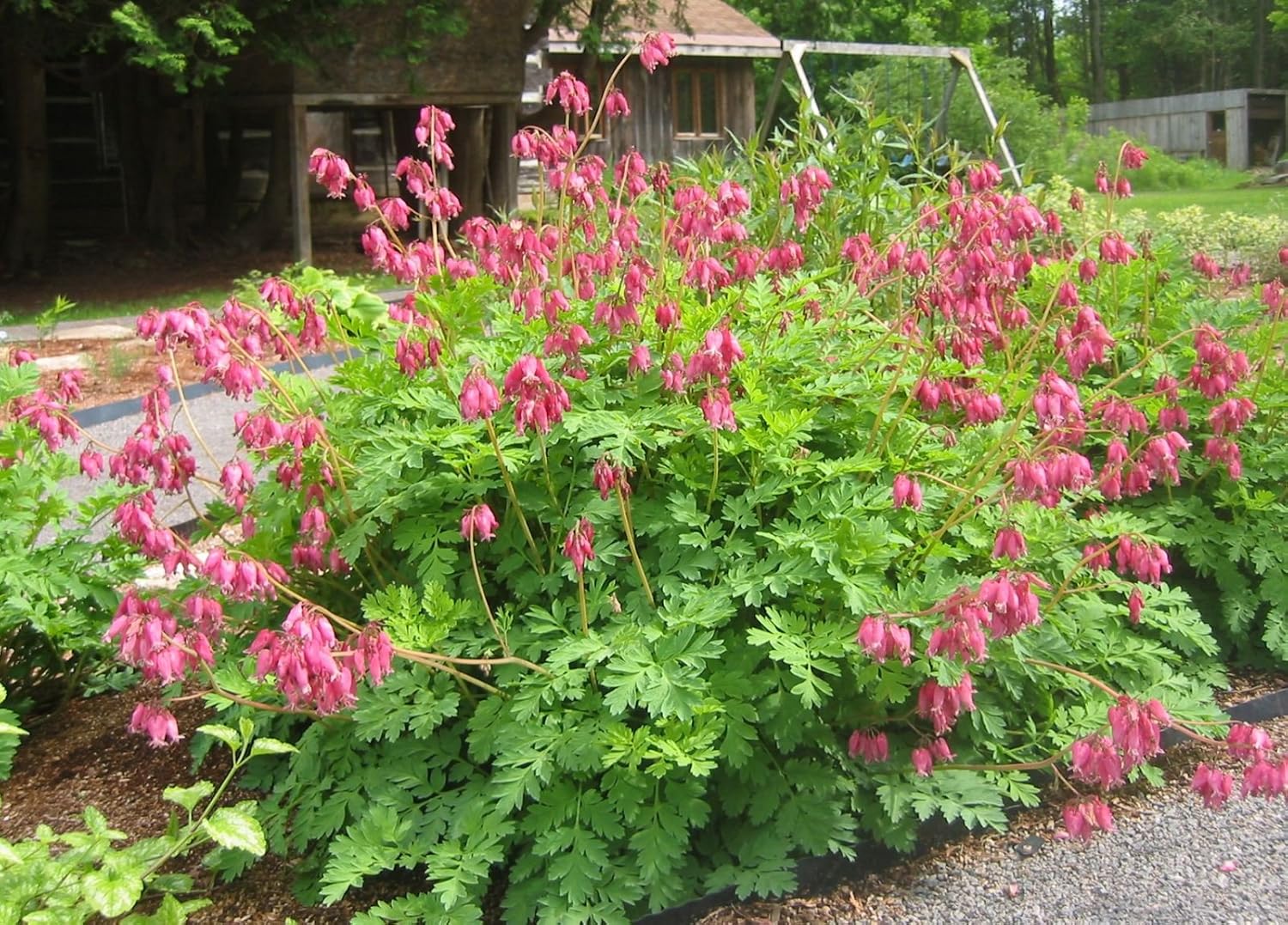 Dicentra formosa 'Luxuriant' / Zwergige Herzblume - Stauden Gaenge