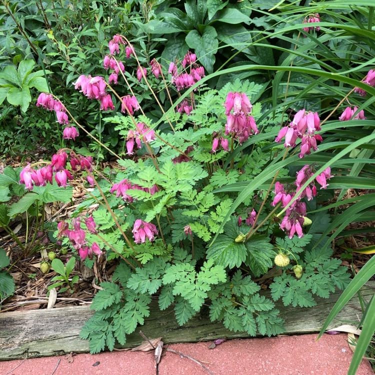 Dicentra formosa 'Luxuriant' / Zwergige Herzblume - Stauden Gaenge
