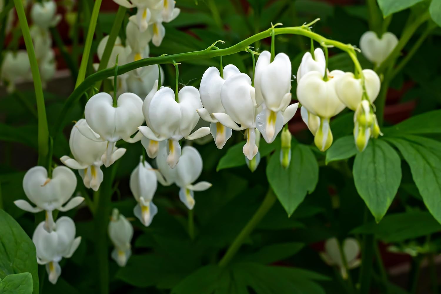 Dicentra spectabilis 'Alba' / Tränendes Herz - Stauden Gaenge