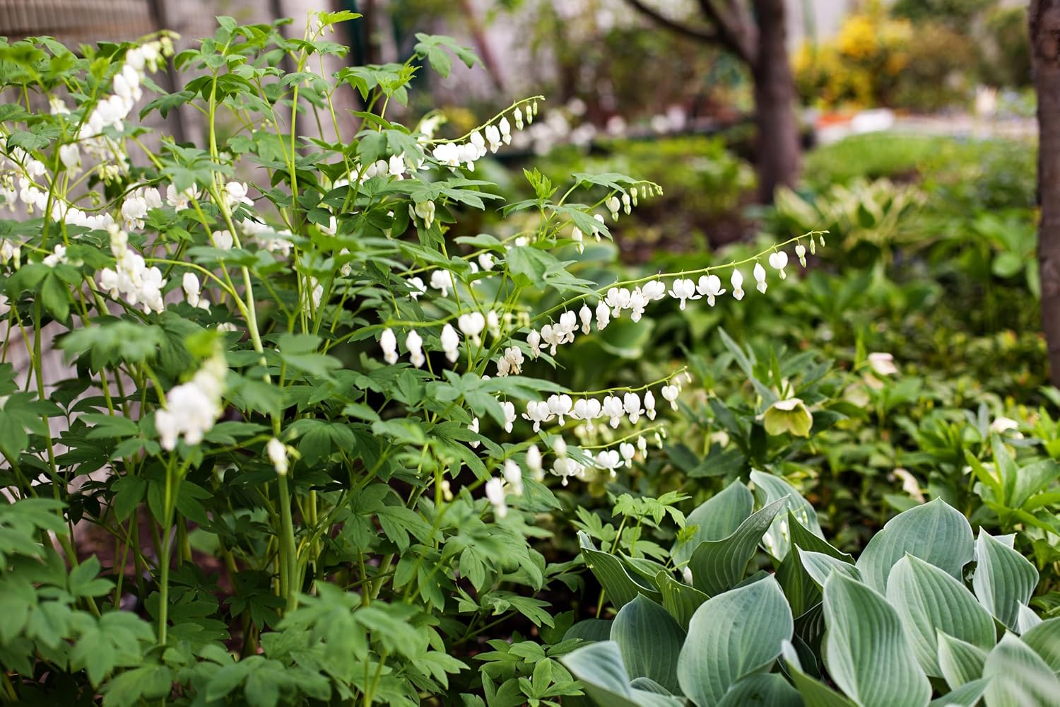 Dicentra spectabilis 'Alba' / Tränendes Herz - Stauden Gaenge