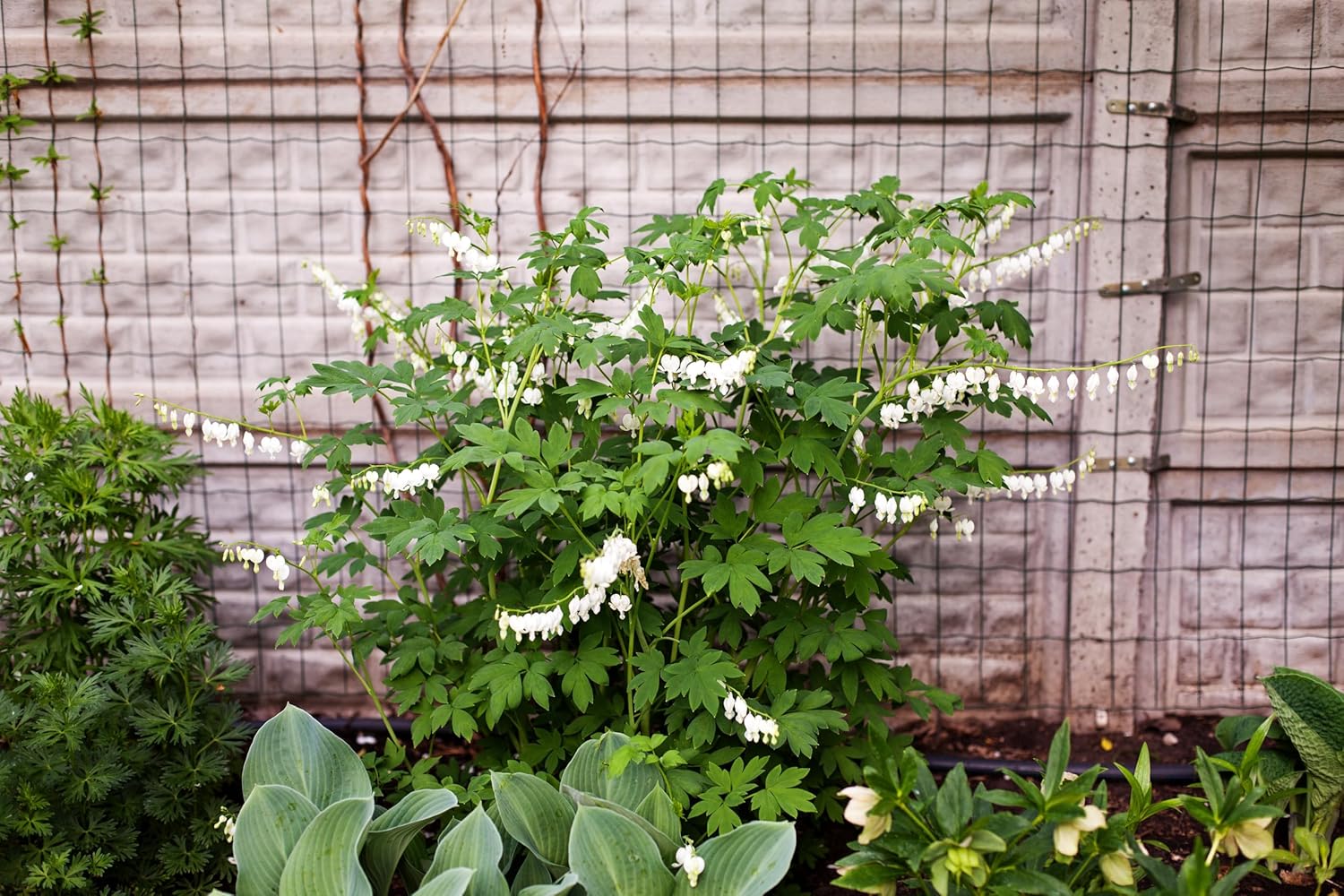 Dicentra spectabilis 'Alba' / Tränendes Herz - Stauden Gaenge