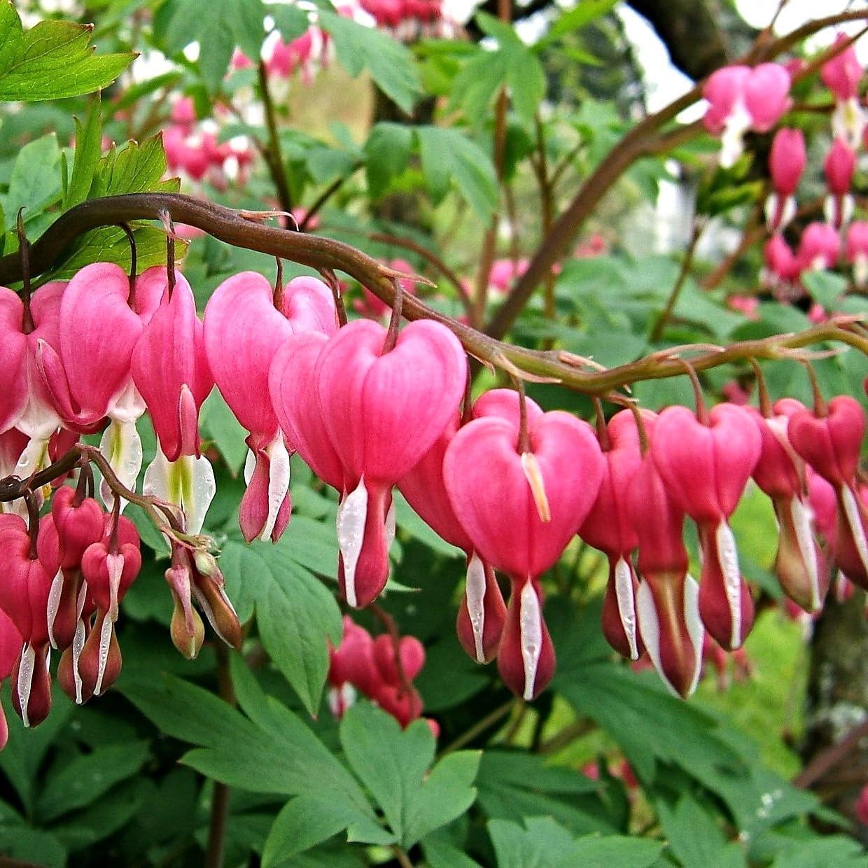 Dicentra spectabilis / Tränendes Herz - Stauden Gaenge
