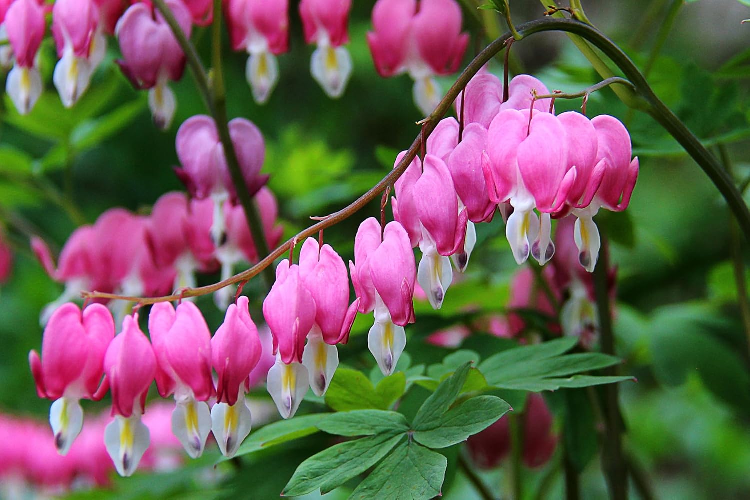 Dicentra spectabilis / Tränendes Herz - Stauden Gaenge