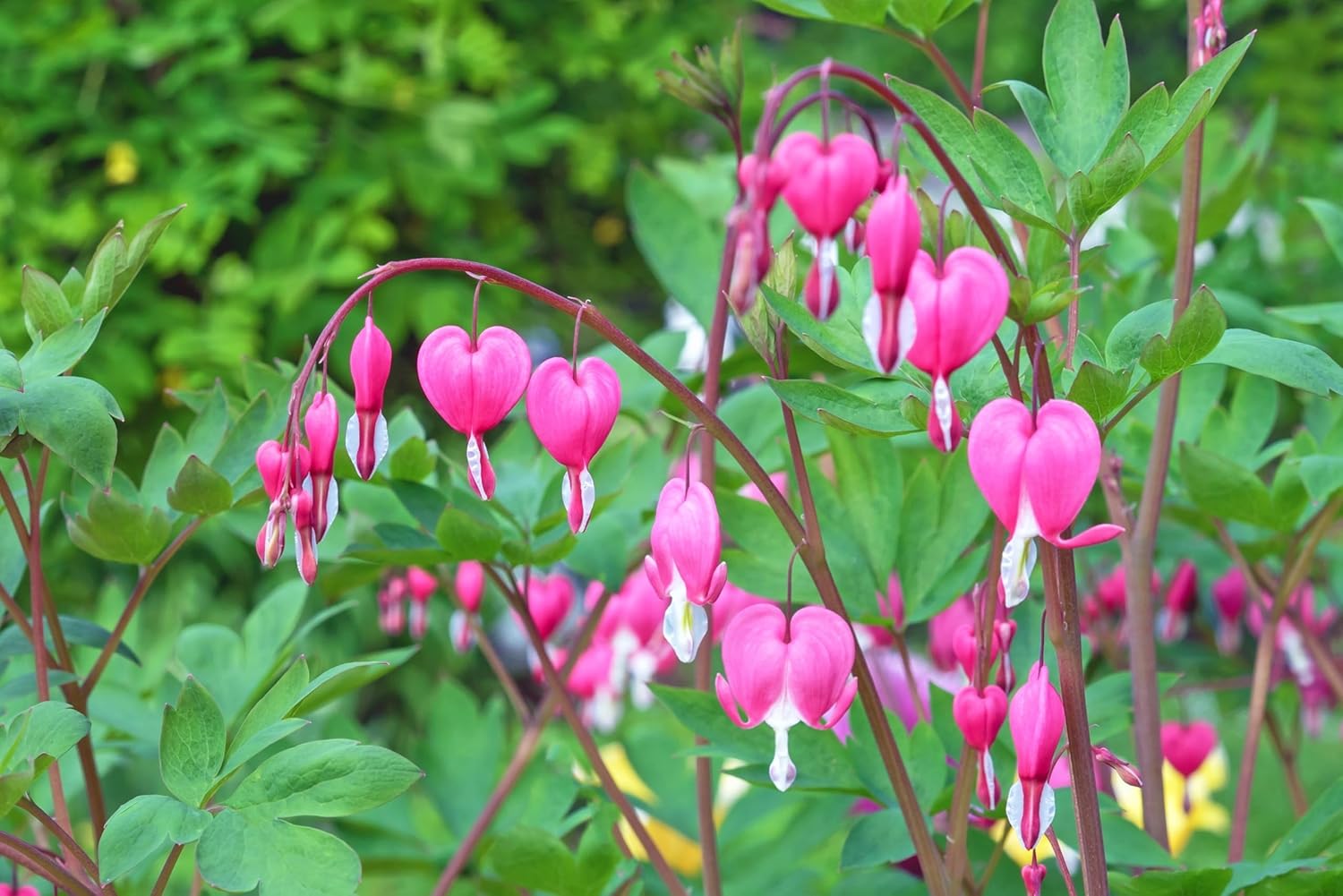 Dicentra spectabilis / Tränendes Herz - Stauden Gaenge