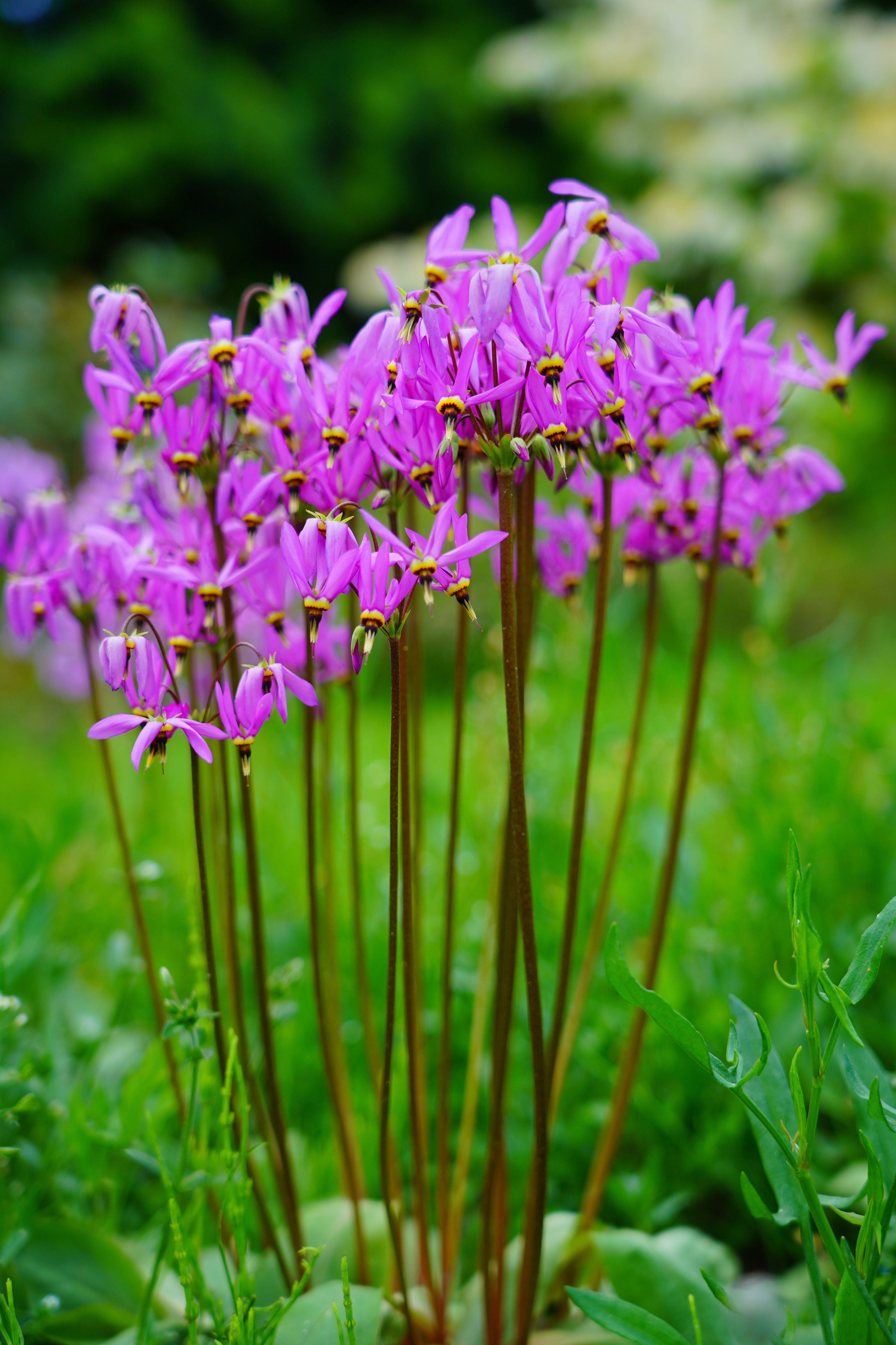Dodecatheon meadia / Götterblume - Stauden Gaenge