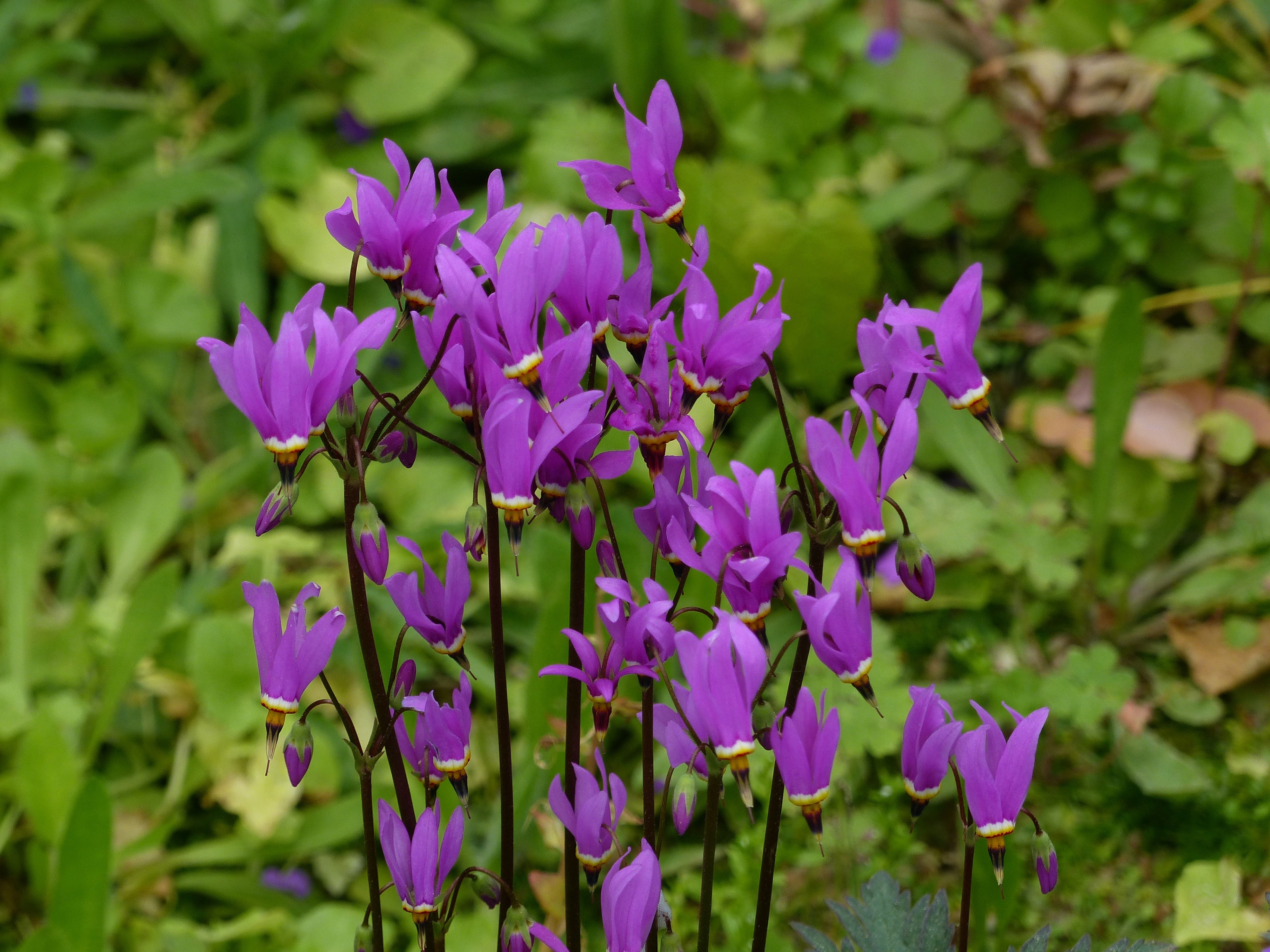 Dodecatheon meadia / Götterblume - Stauden Gaenge