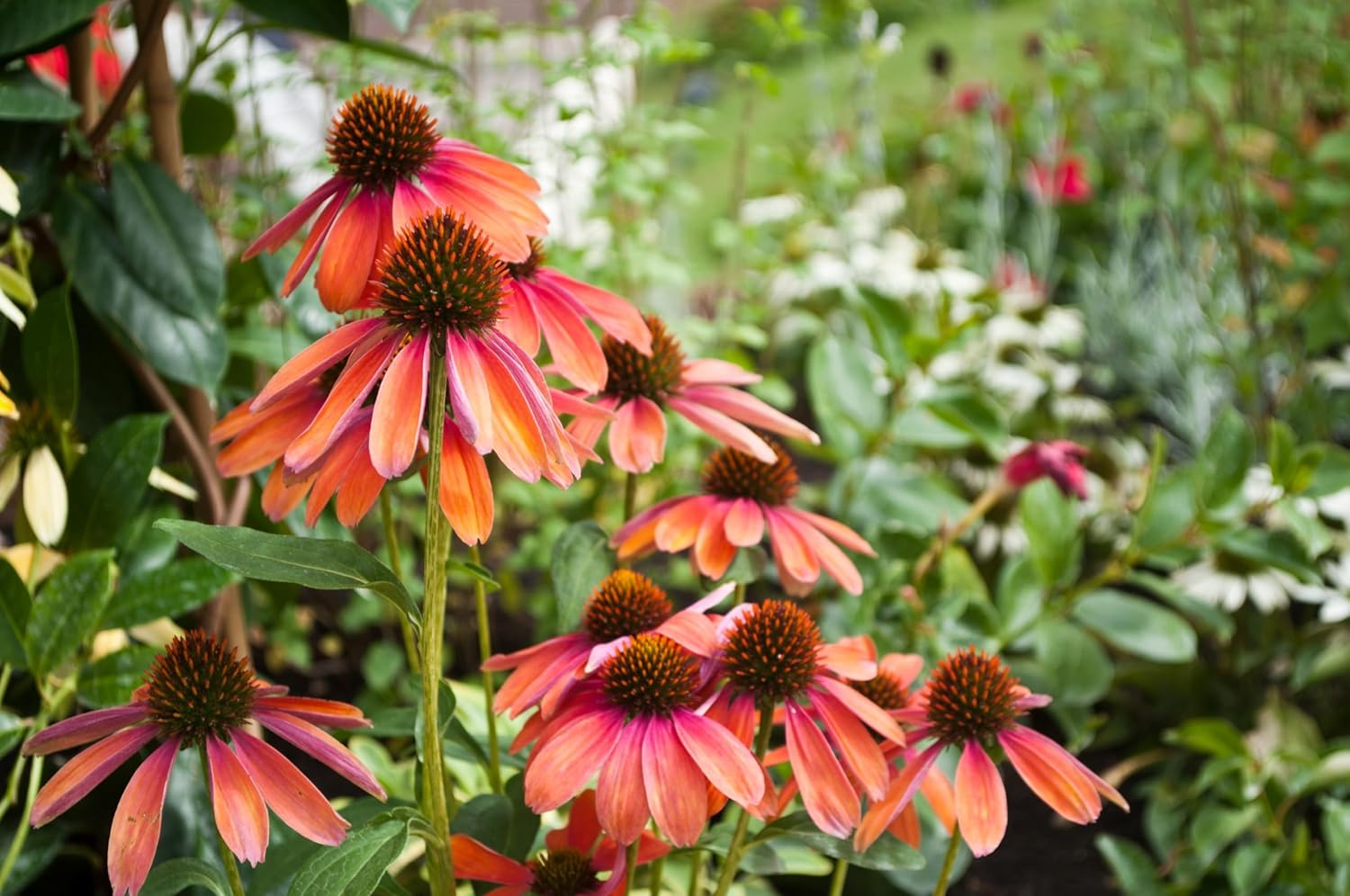 Echinacea purpurea 'Cheyenne Spirit' / Scheinsonnenhut - Stauden Gaenge