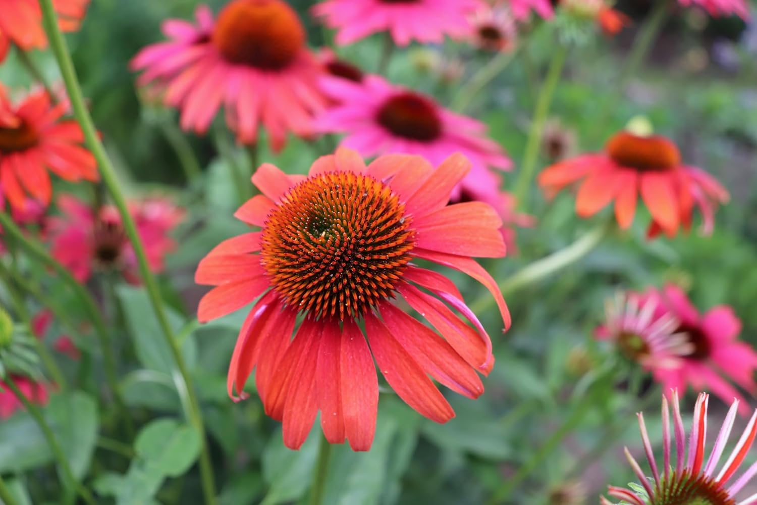 Echinacea purpurea 'Cheyenne Spirit' / Scheinsonnenhut - Stauden Gaenge