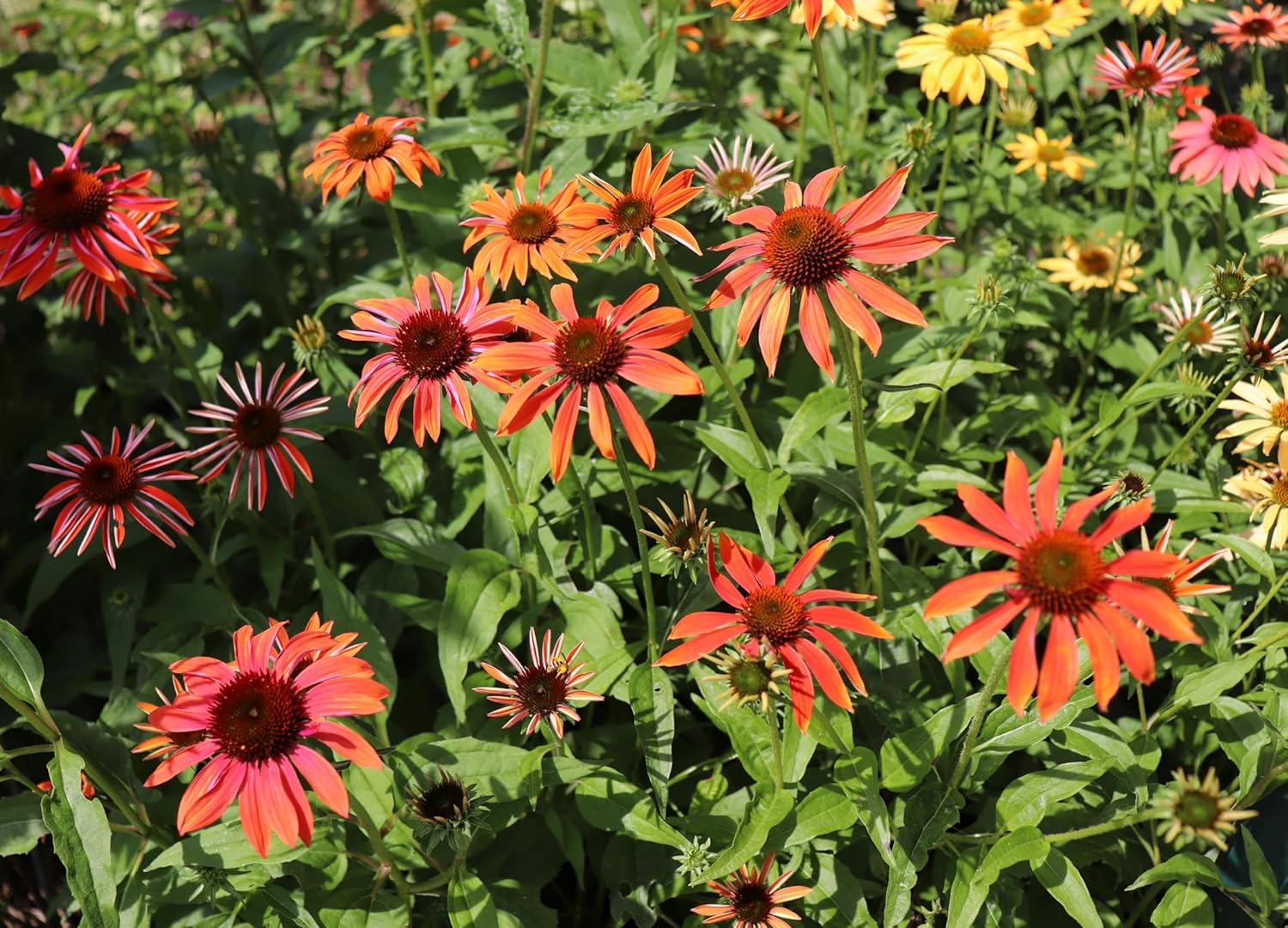 Echinacea purpurea 'Cheyenne Spirit' / Scheinsonnenhut - Stauden Gaenge