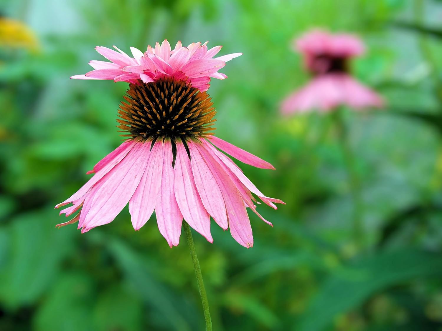 Echinacea purpurea ‚Double Decker' / Scheinsonnenhut
