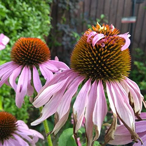Echinacea purpurea ‚Double Decker' / Scheinsonnenhut