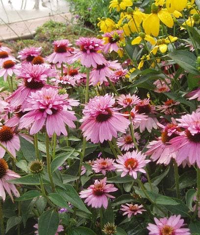 Echinacea purpurea ‚Double Decker' / Scheinsonnenhut