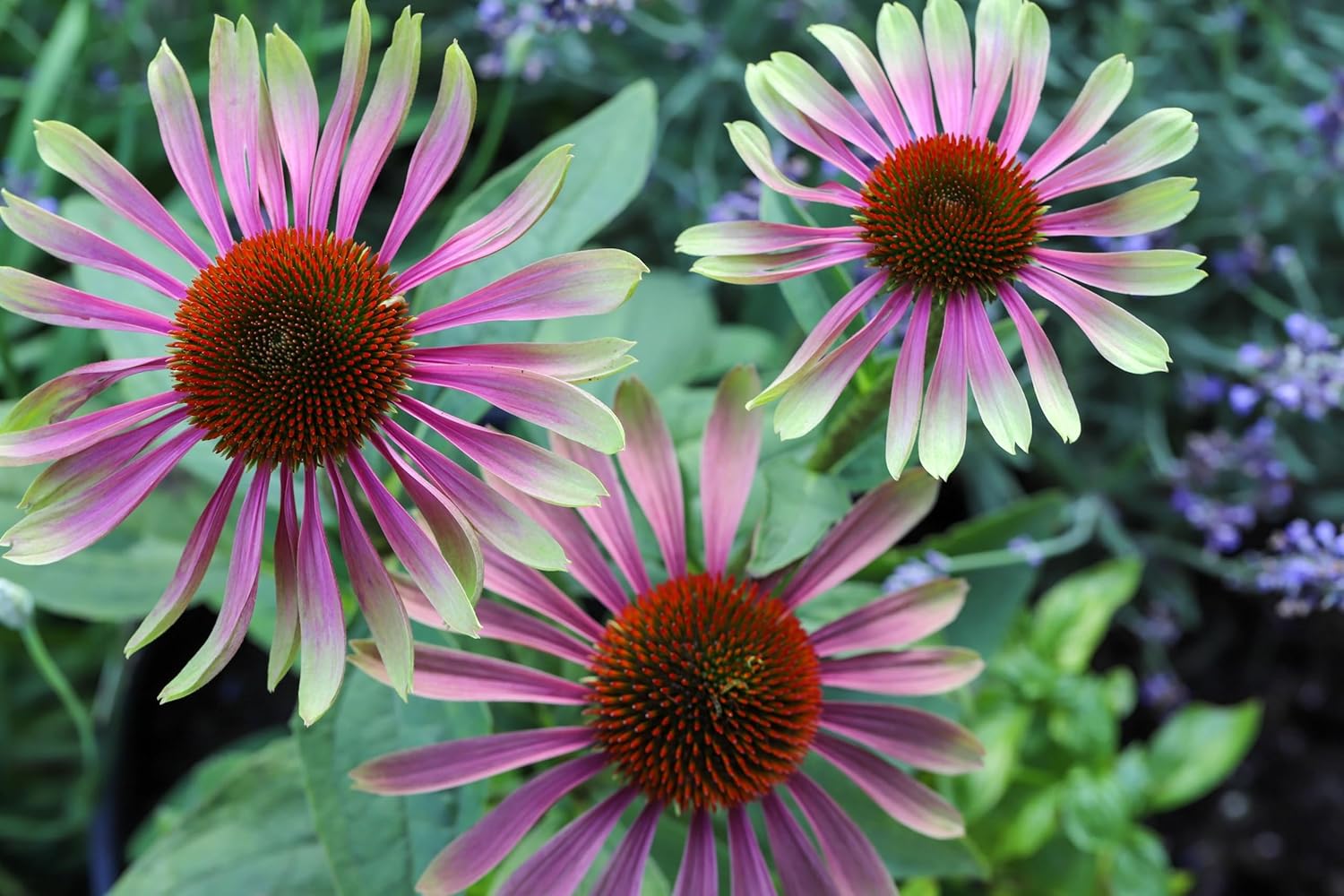 Echinacea purpurea 'Green Twister' / Scheinsonnenhut - Stauden Gaenge