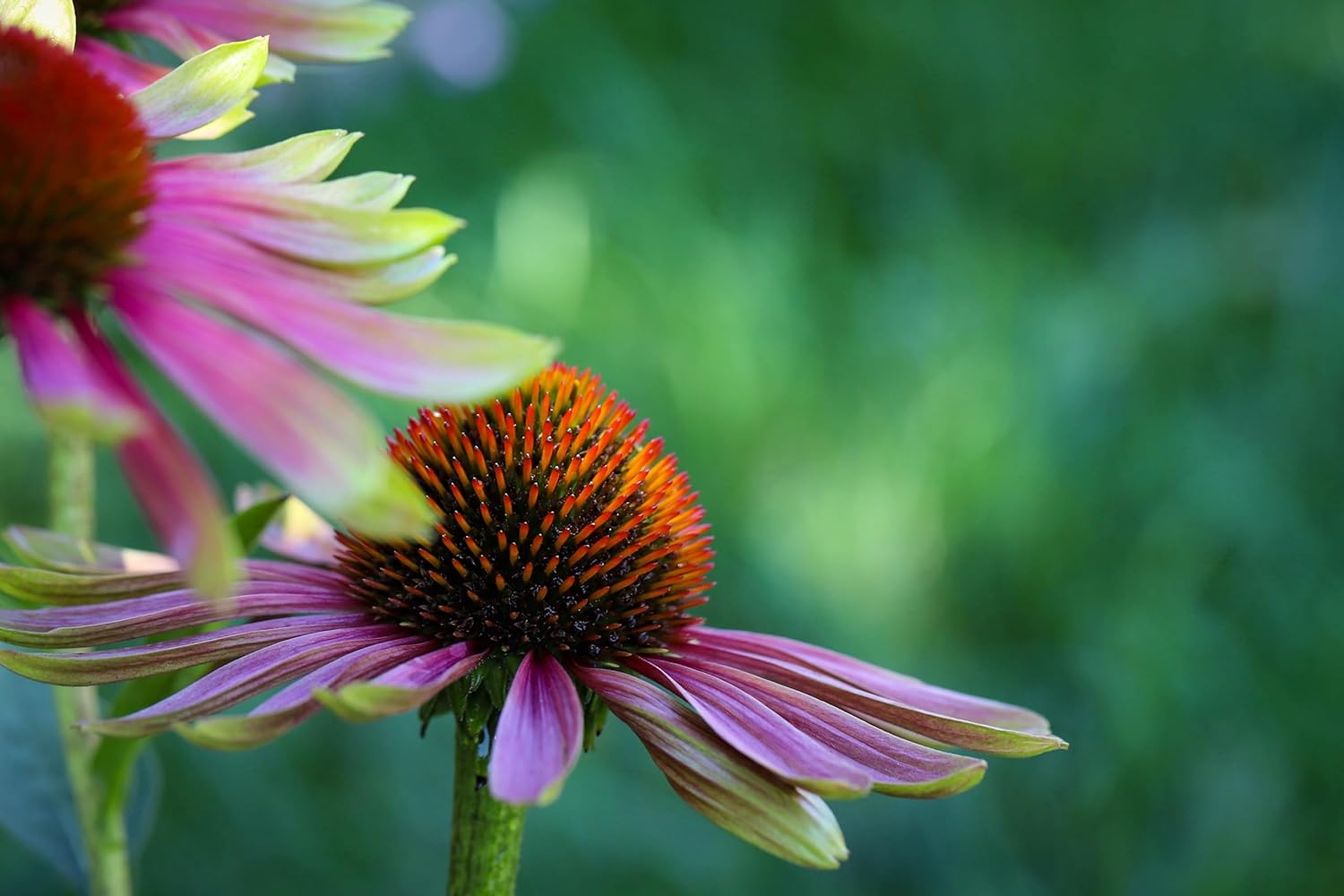 Echinacea purpurea 'Green Twister' / Scheinsonnenhut - Stauden Gaenge