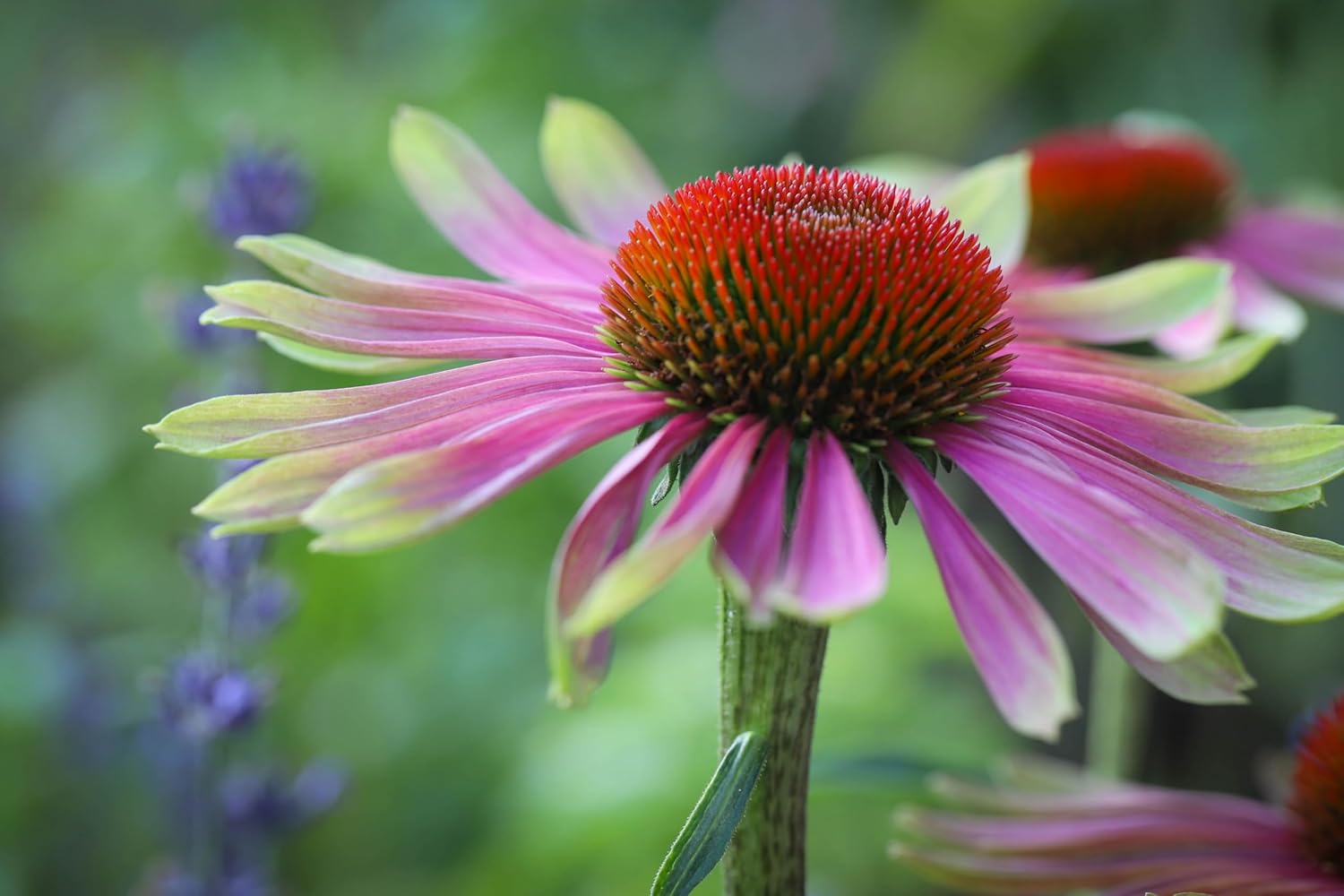 Echinacea purpurea 'Green Twister' / Scheinsonnenhut - Stauden Gaenge