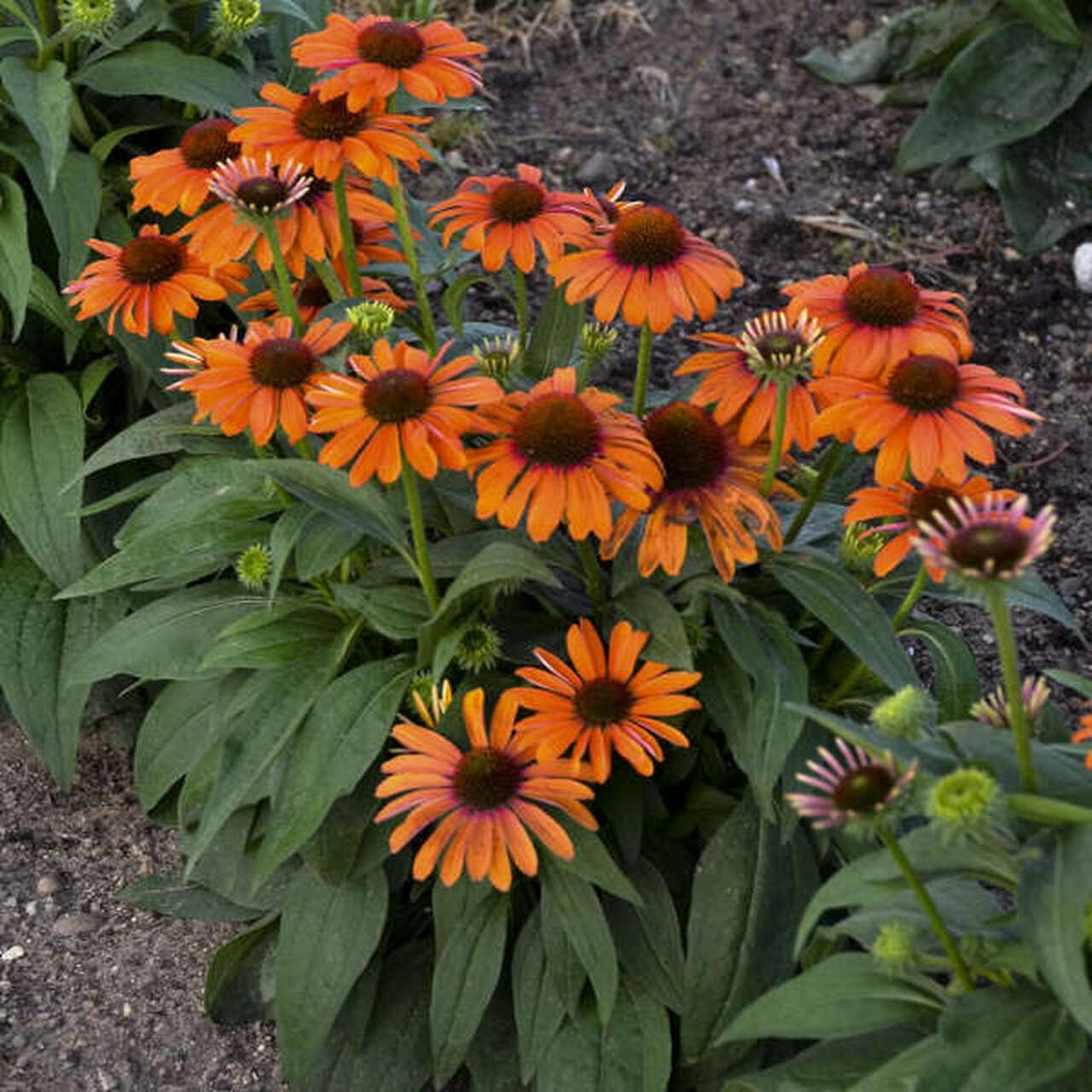 Echinacea purpurea ‚Lakota Orange' / Scheinsonnenhut - Stauden Gaenge