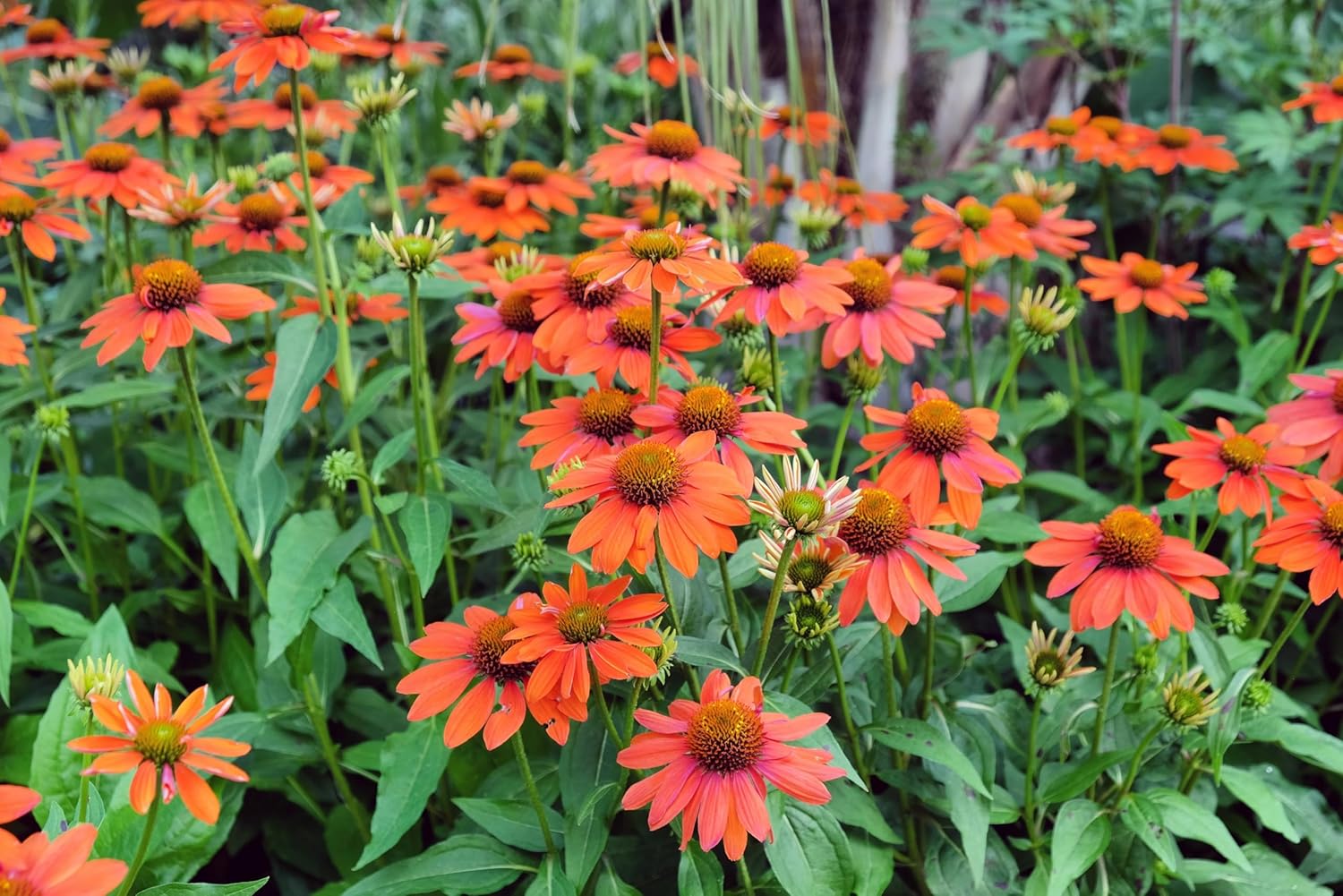 Echinacea purpurea ‚Lakota Orange' / Scheinsonnenhut - Stauden Gaenge