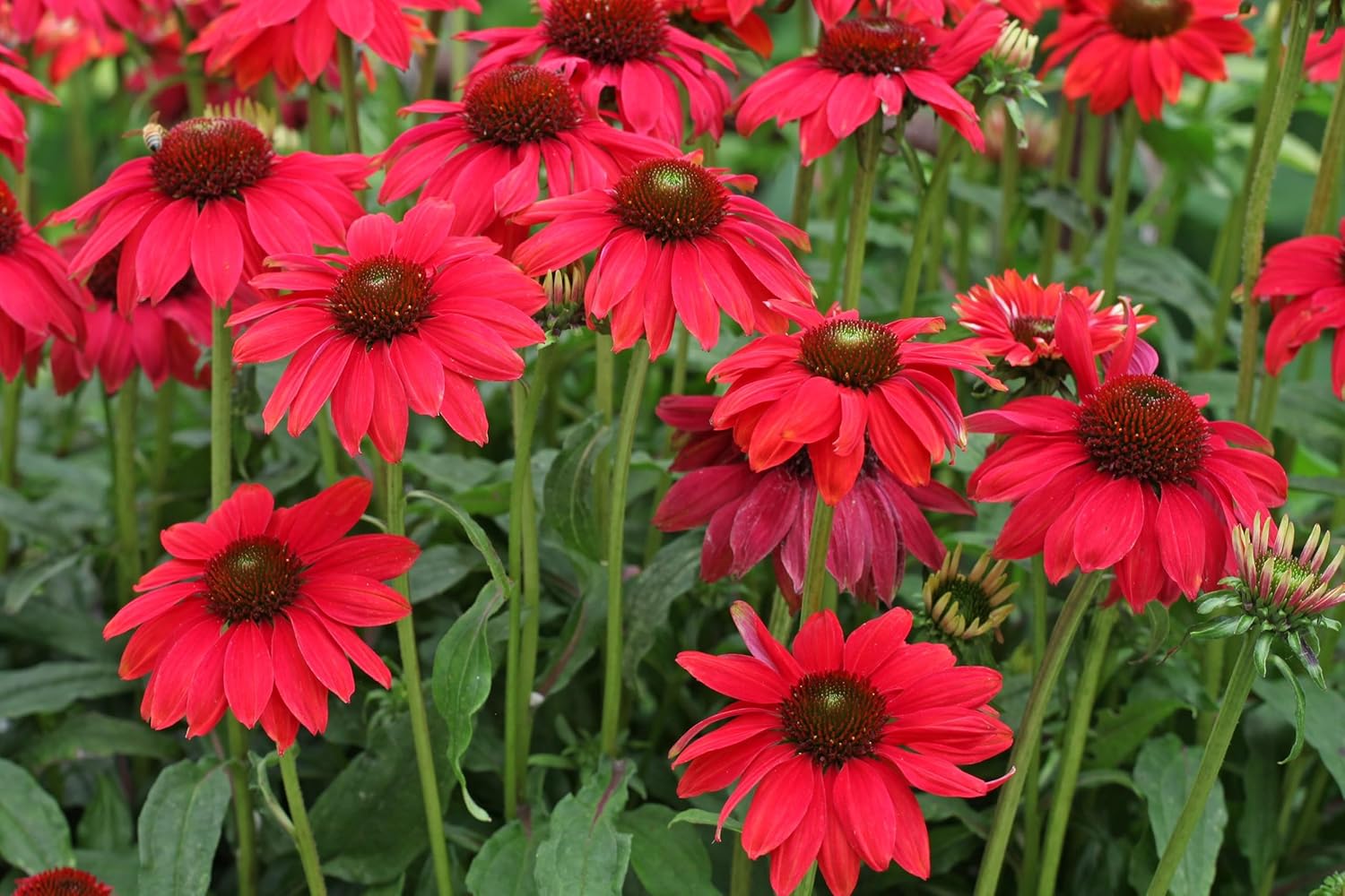 Echinacea purpurea ‚Lakota Red' / Scheinsonnenhut - Stauden Gaenge